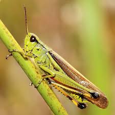 Attēlu rezultāti vaicājumam “Stethophyma grossum”