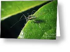 Attēlu rezultāti vaicājumam “Aphididae”