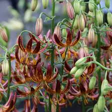 Image result for Lilium martagon `Arabian Night`