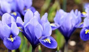 Attēlu rezultāti vaicājumam “Iris reticulata flower”