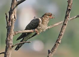 Attēlu rezultāti vaicājumam “Cuculus canorus juvenile”