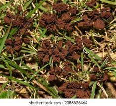 Attēlu rezultāti vaicājumam “Stemonitis splendens”