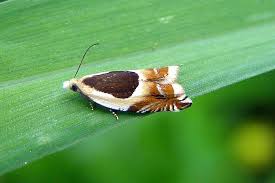 Attēlu rezultāti vaicājumam “Ancylis badiana”