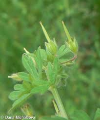 Attēlu rezultāti vaicājumam “Geranium pusillum leaf”