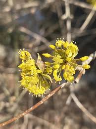 Attēlu rezultāti vaicājumam “Cornus mas flower”