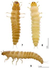 Attēlu rezultāti vaicājumam “Leiodidae larva”