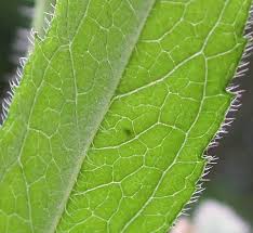 Attēlu rezultāti vaicājumam “Rudbeckia hirta var. hirta leaf”