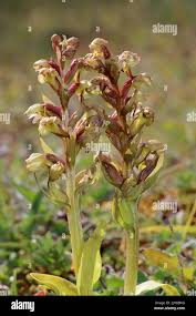 Attēlu rezultāti vaicājumam “Coeloglossum viride”