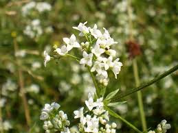 Attēlu rezultāti vaicājumam “Galium rivale”