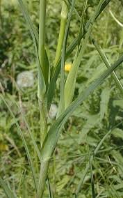 Image result for Tragopogon pratensis