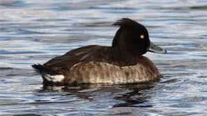 Attēlu rezultāti vaicājumam “Aythya fuligula”
