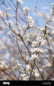 Attēlu rezultāti vaicājumam “Prunus cerasifera var. divaricata”