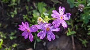 Attēlu rezultāti vaicājumam “Primula farinosa bud”