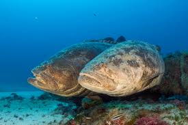 Image result for Epinephelus itajara