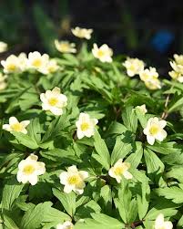 Attēlu rezultāti vaicājumam “Anemone x lipsiensis”