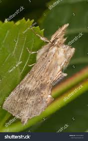 Attēlu rezultāti vaicājumam “Pterostoma palpina”