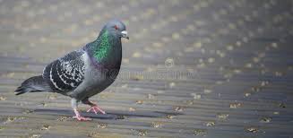 Attēlu rezultāti vaicājumam “Columba livia f. domestica”