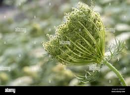 Attēlu rezultāti vaicājumam “Daucus carota subsp. carota fruit”