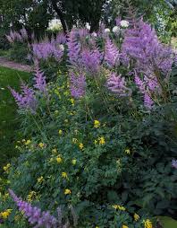 Attēlu rezultāti vaicājumam “Astilbe chinensis leaf”