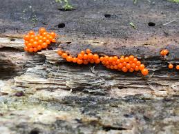 Attēlu rezultāti vaicājumam “Hemitrichia decipiens spores”