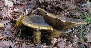 Attēlu rezultāti vaicājumam “Lactarius necator”