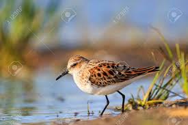 Attēlu rezultāti vaicājumam “Calidris minuta”