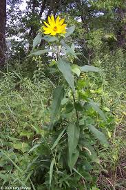 Attēlu rezultāti vaicājumam “Helianthus tuberosus flower”