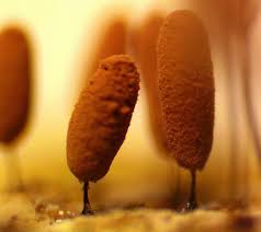 Attēlu rezultāti vaicājumam “Stemonitopsis subcaespitosa macro”