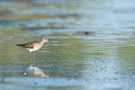 Attēlu rezultāti vaicājumam “Tringa glareola”