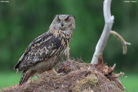 Attēlu rezultāti vaicājumam “Bubo bubo”