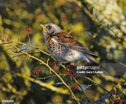 Attēlu rezultāti vaicājumam “Turdus pilaris”