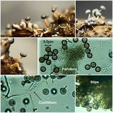 Attēlu rezultāti vaicājumam “Physarum leucopus spores”