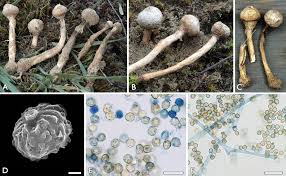 Attēlu rezultāti vaicājumam “Tulostoma fimbriatum”