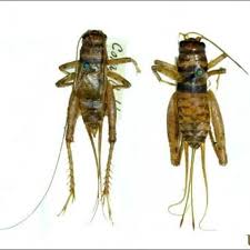 Attēlu rezultāti vaicājumam “Gryllus domesticus”