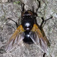 Attēlu rezultāti vaicājumam “Mesembrina meridiana”