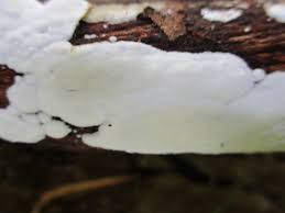 Attēlu rezultāti vaicājumam “Skeletocutis nivea”