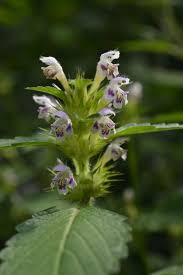 Attēlu rezultāti vaicājumam “Galeopsis tetrahit”