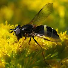 Attēlu rezultāti vaicājumam “Dasysyrphus tricinctus”