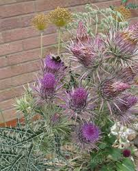 Image result for Ptilostemon afer