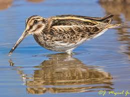 Image result for Lymnocryptes minimus