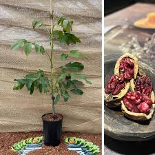 Attēlu rezultāti vaicājumam “Juglans regia fruit”