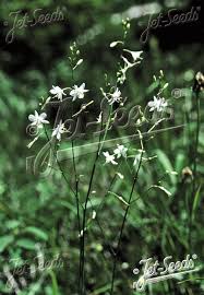 Attēlu rezultāti vaicājumam “Anthericum ramosum”