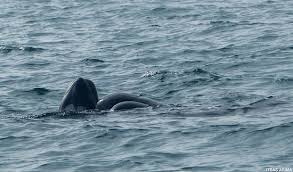 Image result for Globicephala melas