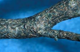 Attēlu rezultāti vaicājumam “Lepidosaphes ulmi imago”