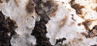 Attēlu rezultāti vaicājumam “Physisporinus sanguinolentus”