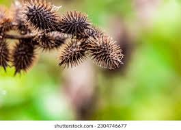 Attēlu rezultāti vaicājumam “Physarum xanthinum macro”