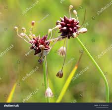 Attēlu rezultāti vaicājumam “Allium oleraceum bud”