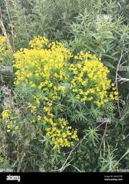 Attēlu rezultāti vaicājumam “Euphorbia virgata”