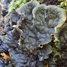 Attēlu rezultāti vaicājumam “Peltigera”