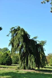 Attēlu rezultāti vaicājumam “Picea”